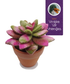 Vetplant Echeveria Agavoides