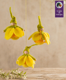 Narcis bolletjes