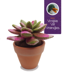 Vetplant Echeveria Agavoides