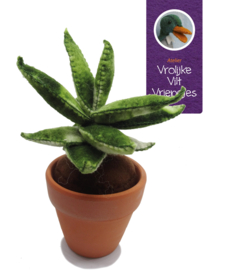 Vetplant Haworthia Fasciata