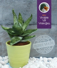 Vetplant Haworthia Fasciata