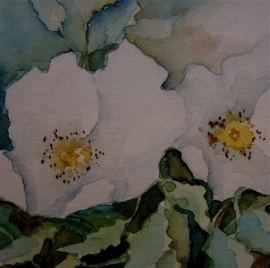 Witte wilde roos