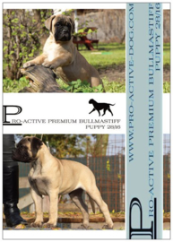 BULLMASTIFF PREMIUM PUPPY 15 KG (GEPERST)