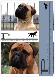 Bullmastiff