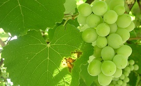 witte druiven