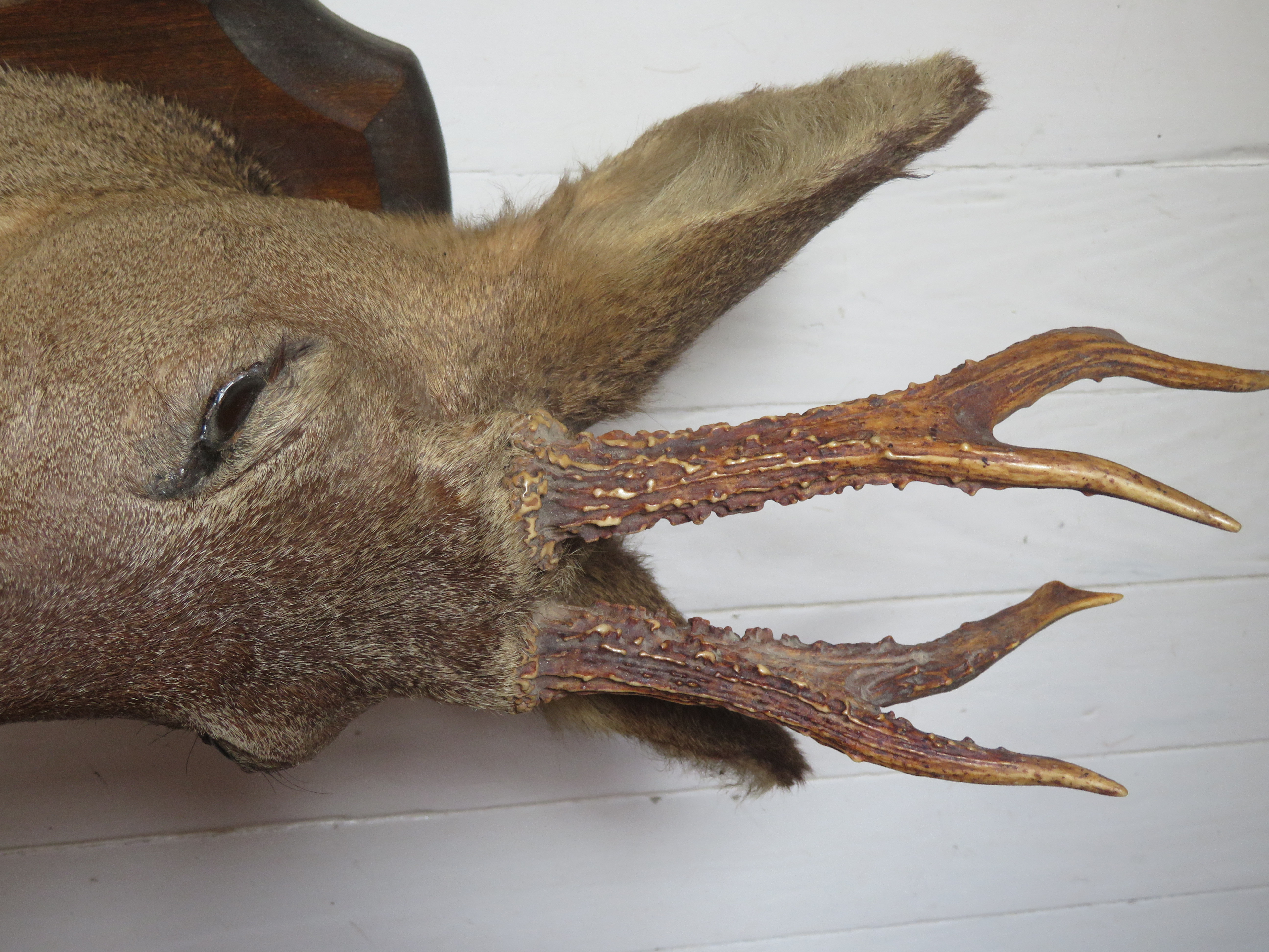 Oude Franse reekop gewei op houten schild - taxidermie