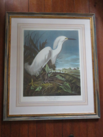 VERKOCHT Originele lithografie / steendruk Snowy Heron - John James Audubon - 92 x 79 cm