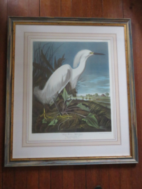 VERKOCHT Originele lithografie / steendruk Snowy Heron - John James Audubon - 92 x 79 cm
