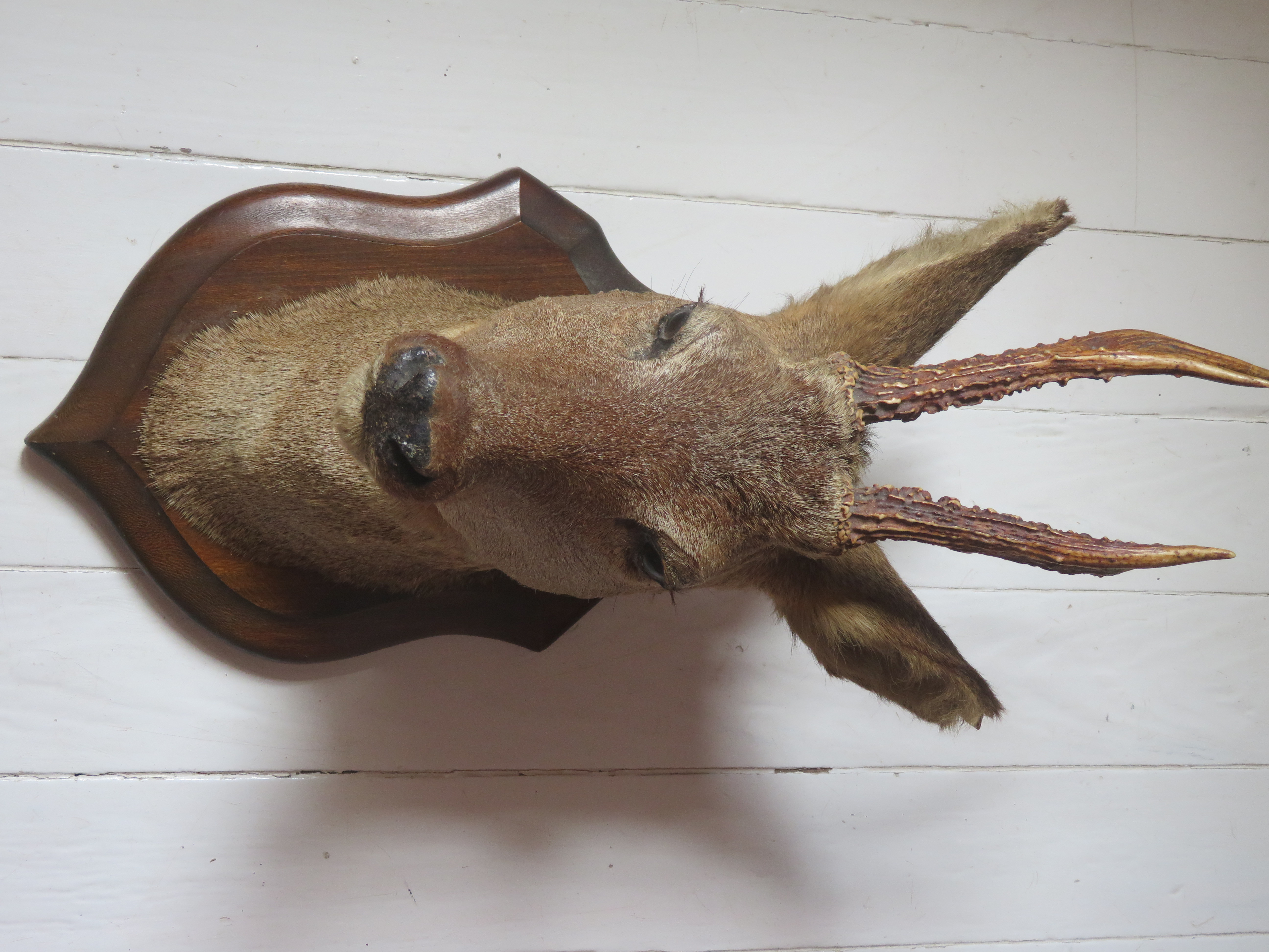 Oude Franse reekop gewei op houten schild - taxidermie