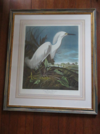 VERKOCHT Originele lithografie / steendruk Snowy Heron - John James Audubon - 92 x 79 cm