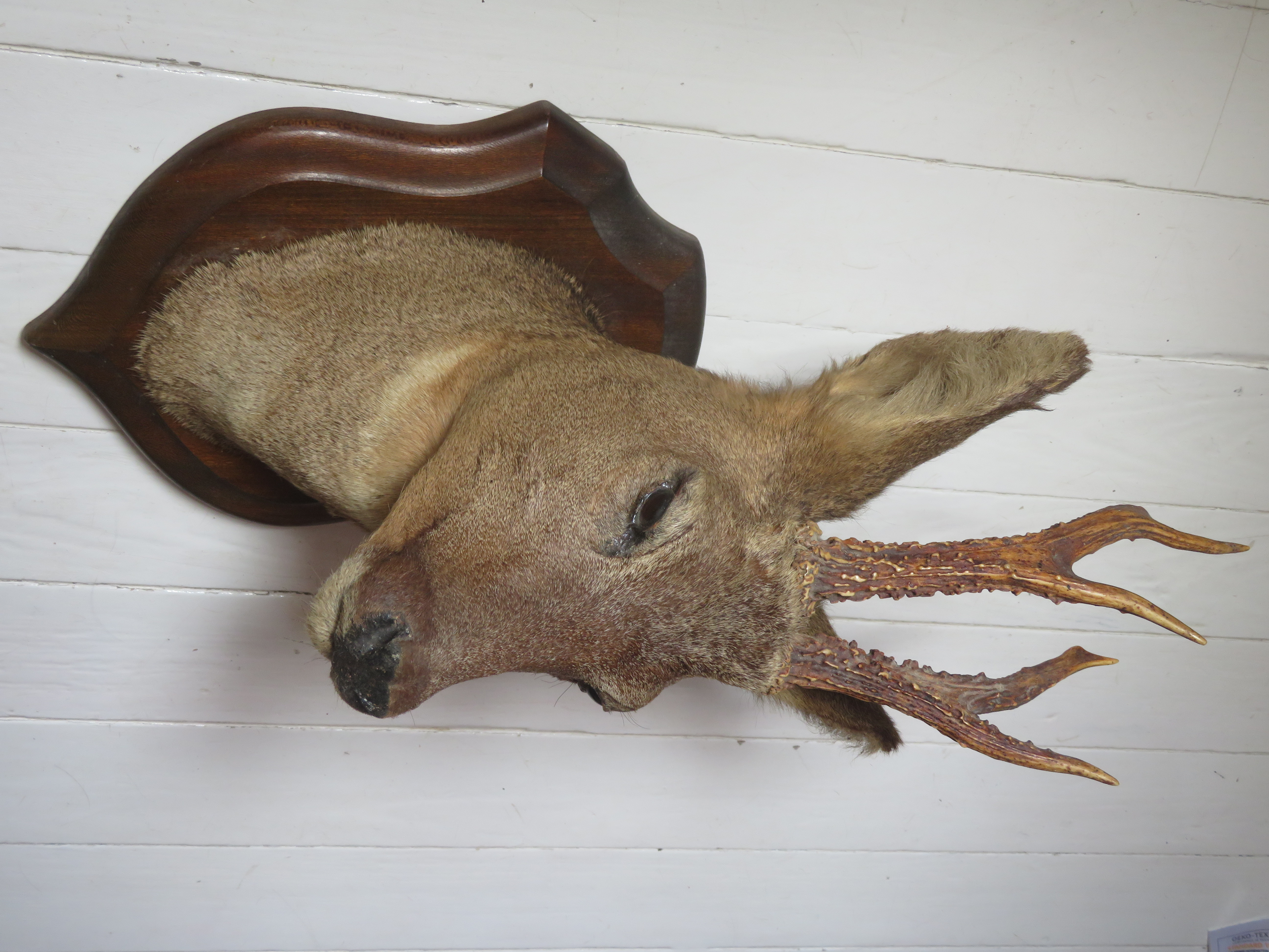 Oude Franse reekop gewei op houten schild - taxidermie