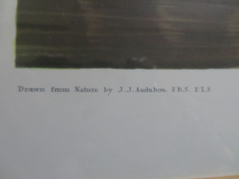 VERKOCHT Originele lithografie / steendruk Snowy Heron - John James Audubon - 92 x 79 cm