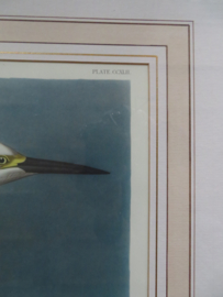 VERKOCHT Originele lithografie / steendruk Snowy Heron - John James Audubon - 92 x 79 cm