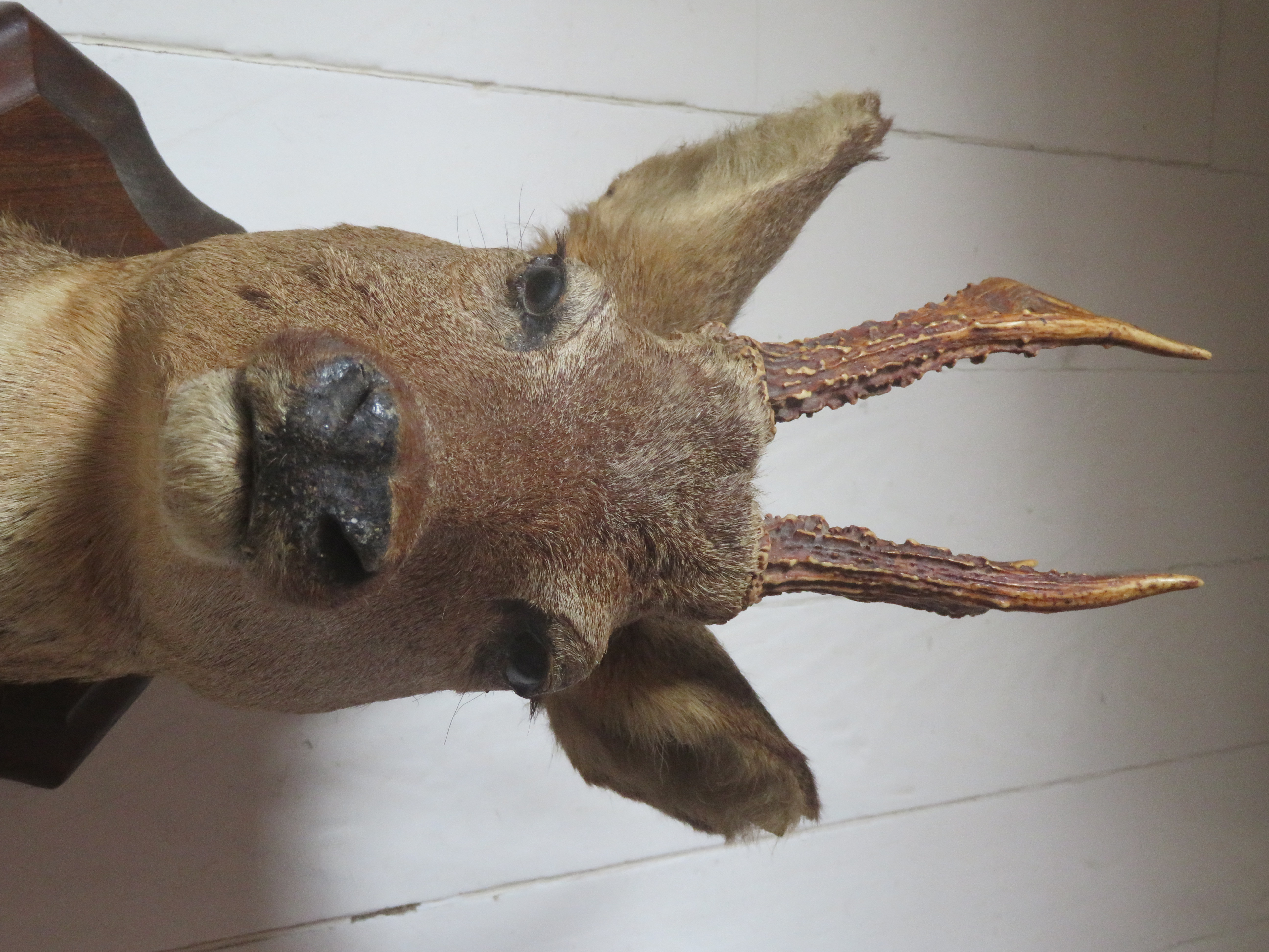 Oude Franse reekop gewei op houten schild - taxidermie