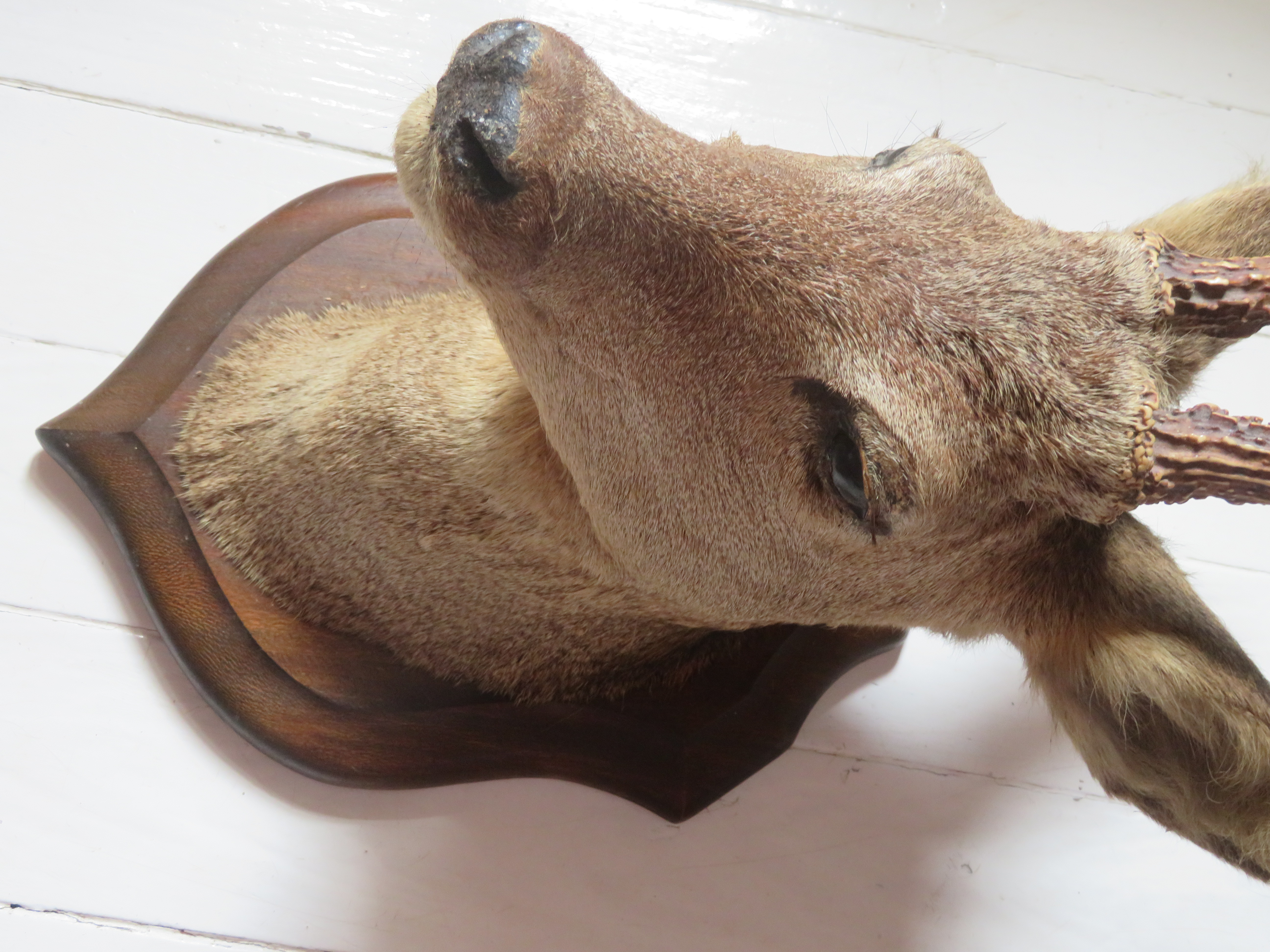 Oude Franse reekop gewei op houten schild - taxidermie