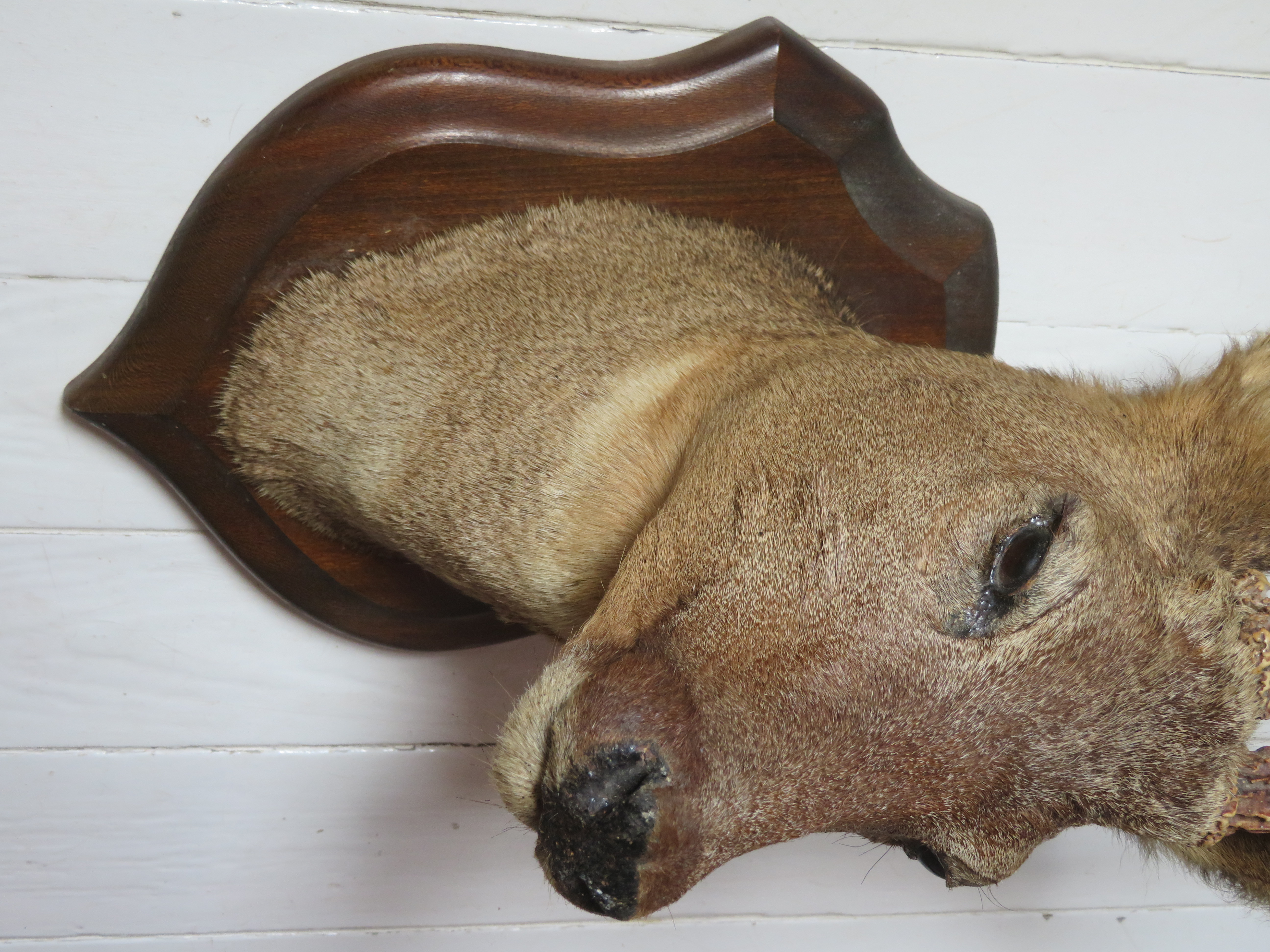 Oude Franse reekop gewei op houten schild - taxidermie