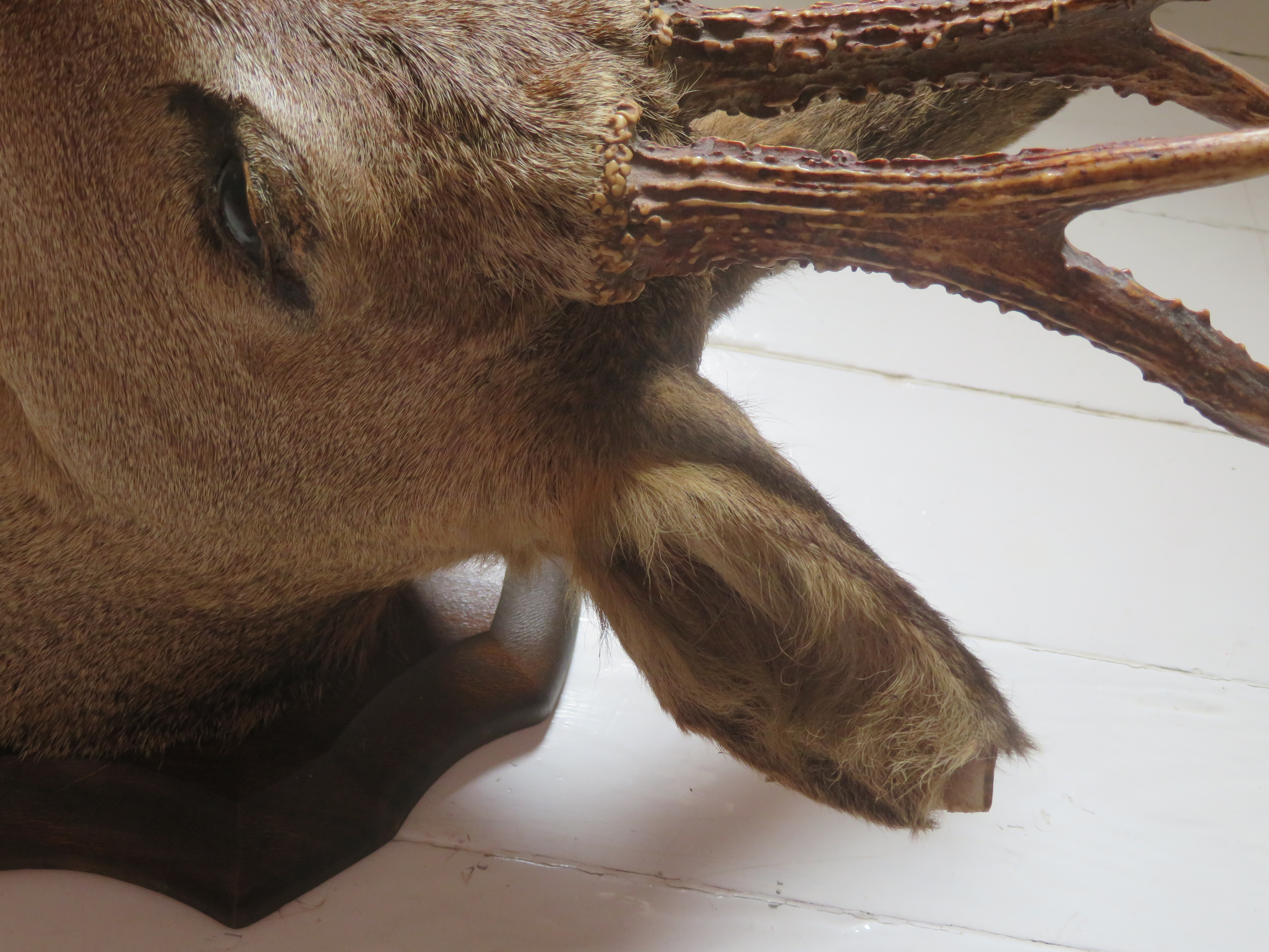 Oude Franse reekop gewei op houten schild - taxidermie