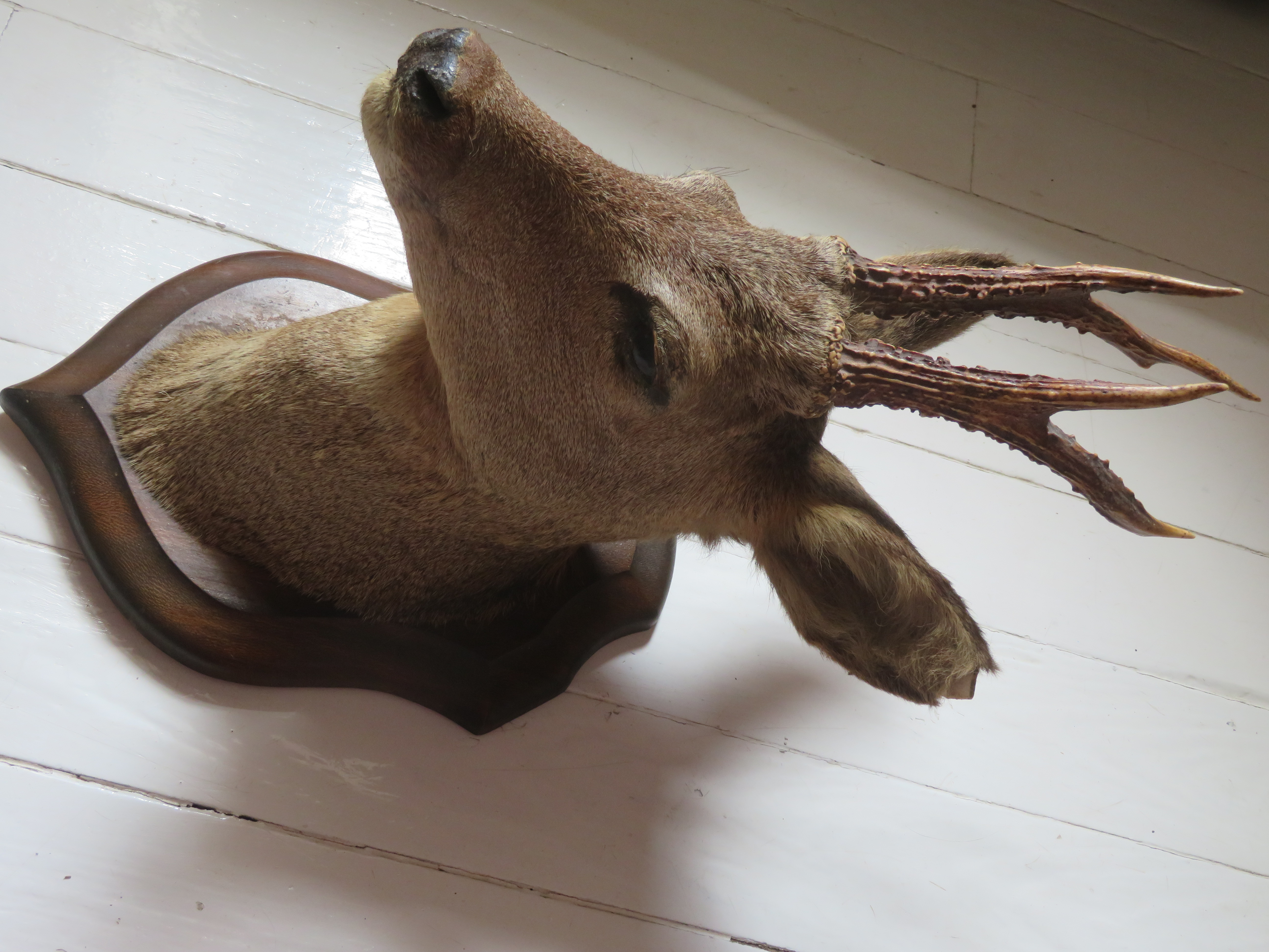 Oude Franse reekop gewei op houten schild - taxidermie