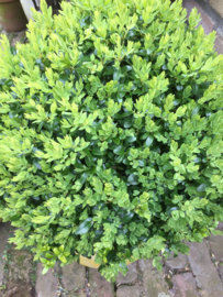 Old concrete jar with buxus