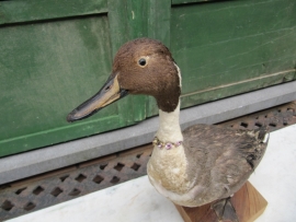 Brocante opgezette eend