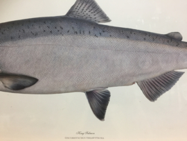 Mooie plaat van King Salmon/Zalm