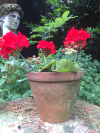 Antieke terracotta pot