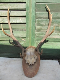Large deer antlers on shelf