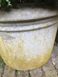 Old concrete jar with buxus