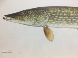 Copy of drawing by hand Northern Pike