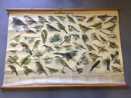 Oude schoolplaat op linnen/ zangvogels