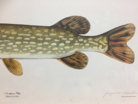 Copy of drawing by hand Northern Pike