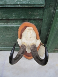 Cute and beautiful antlers of chamois