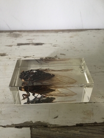 Insekt Cicada in giethars