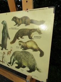 Oude schoolplaat Zoogdieren