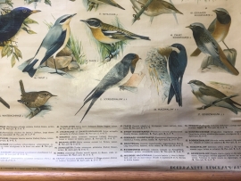 Oude schoolplaat op linnen/ zangvogels