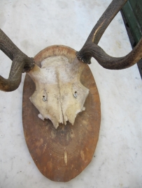 Large deer antlers on shelf