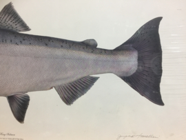 Mooie plaat van King Salmon/Zalm