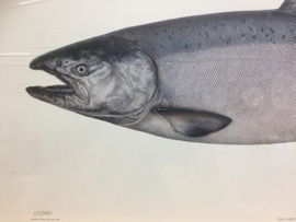 Mooie plaat van King Salmon/Zalm