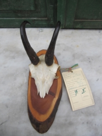 Cute and beautiful antlers of chamois