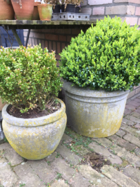 Old concrete jar with buxus