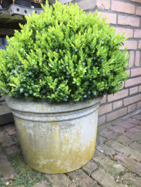 Old concrete jar with buxus