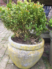 Old concrete jar with buxus