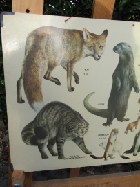 Oude schoolplaat Zoogdieren