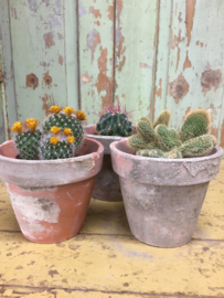 Antique French terracotta flower pots