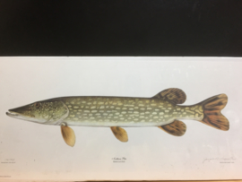Copy of drawing by hand Northern Pike