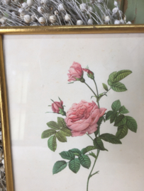 Brocante lijst met roos