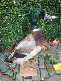Mooi opgezette eend