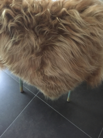 Groot schapenvacht, ijslands schaap