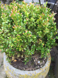 Old concrete jar with buxus