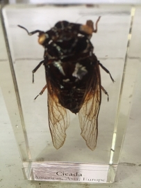 Insekt Cicada in giethars